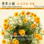 香草小舖-洋甘菊‧舒壓