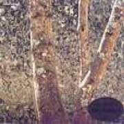 (music4u:11)鋼琴作品集-第三號鋼琴奏鳴曲,間奏曲,狂想曲Op.79(No.1&2)