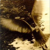 帶我回家-約翰丹佛致敬集