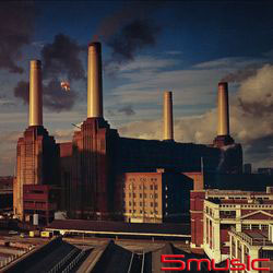 動物(2016)(進口)