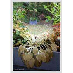 第五張專輯「THROUGH LOVE」(韓國進口版)