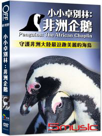 小小卓別林：非洲企鵝
