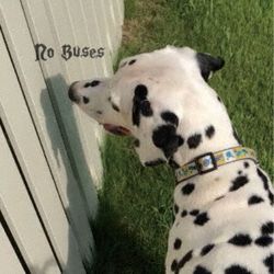 Boys Loved Her(日本進口盤)