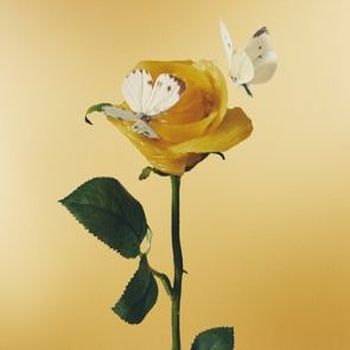 聽說有好吃的義大利麵(2CD初回版)