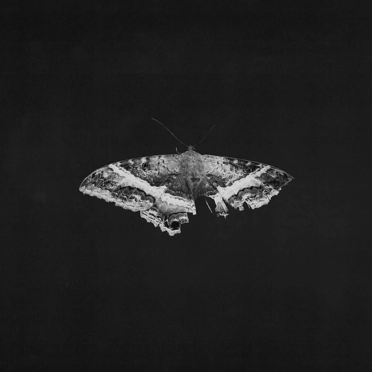 美國蝴蝶夢 (10周年紀念 黑膠二片裝)