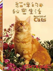 貓咪的秘密生活